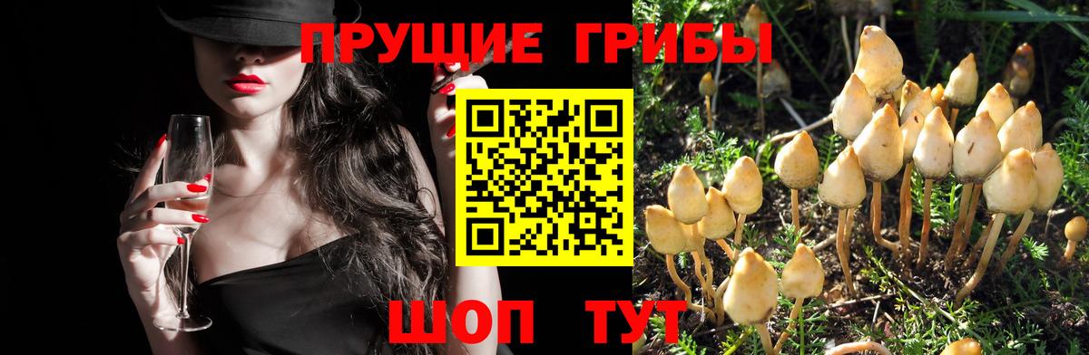 Солнечногорск  Псилоцибиновые грибы MAGIC MUSHROOMS  Псилоцибиновые грибы ЛСД  Вход с VPN 
